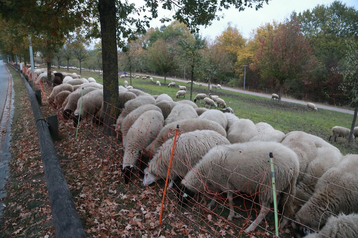 28.10.2018 Luxembourg, Kirchberg, parc Klosgrënnchen, Schaf, Herde, Wanderbeweidung mit Schafen photo Anouk Antony