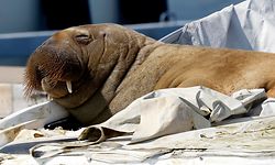 (FILES) In this file photo taken on July 19, 2022 a young female walrus nicknamed Freya rests on a boat in Frognerkilen, Oslo Fjord, Norway. - Norwegian authorities announced on August 11, 2022 that they are considering euthanizing the Freya walrus, which has become such a summer star in the Oslo fjord that it is putting the lives of both the public and the animal at risk. (Photo by Tor Erik Schr�der / NTB / AFP) / Norway OUT