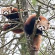 Die zwei Roten Pandas gehören zu den neuen Attraktionen im Märchenpark.