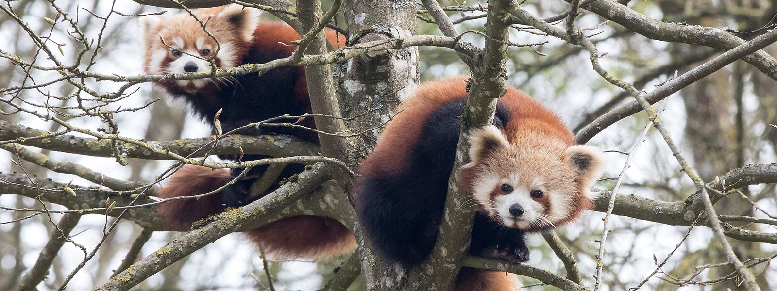 Die zwei Roten Pandas gehören zu den neuen Attraktionen im Märchenpark.