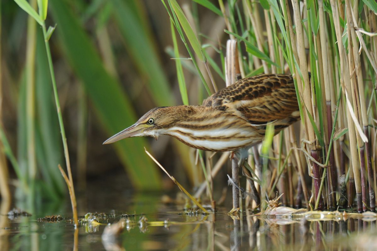 A rare little bittern looking for its next meal at Haff Reimich