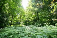 Der Wald muss ökologische, ökonomische und soziale Rollen erfüllen.
