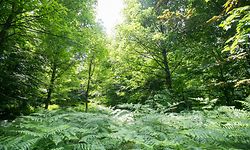 Der Wald muss ökologische, ökonomische und soziale Rollen erfüllen.