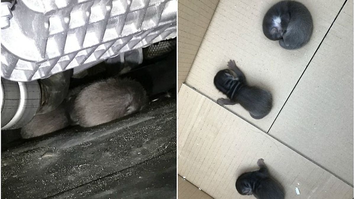 Die drei Marderbabys wurden offensichtlich im Auto zur Welt gebracht. 