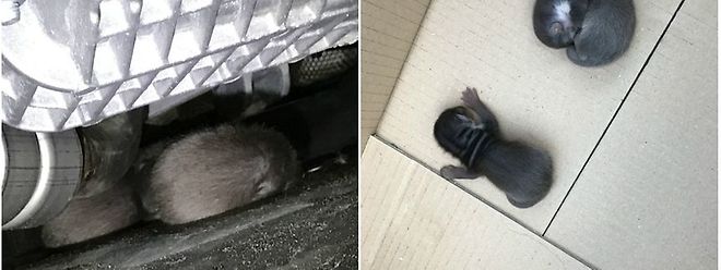 Die drei Marderbabys wurden offensichtlich unter dem Auto zur Welt gebracht. 