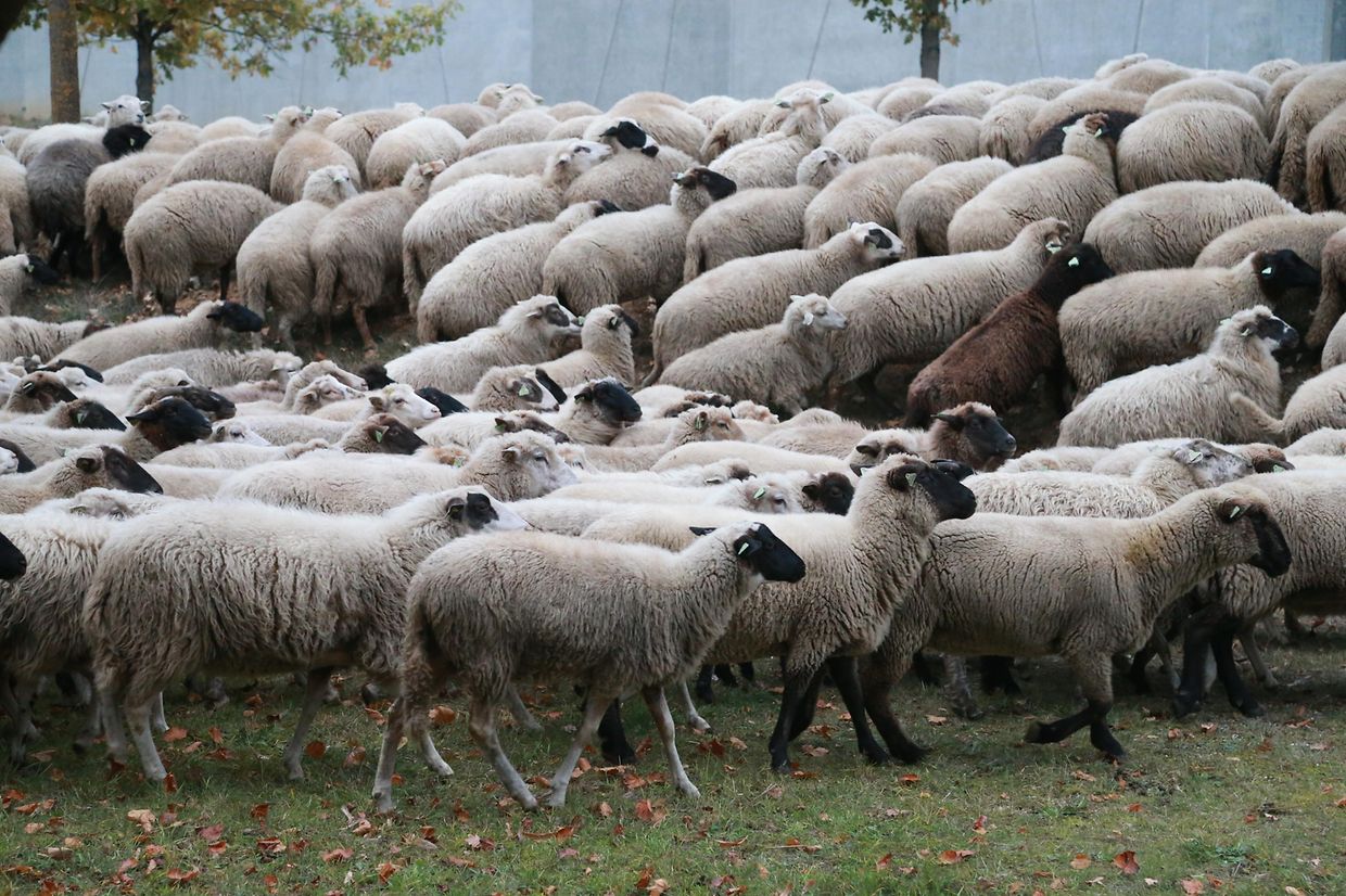 28.10.2018 Luxembourg, Kirchberg, parc Klosgrënnchen, Schaf, Herde, Wanderbeweidung mit Schafen photo Anouk Antony