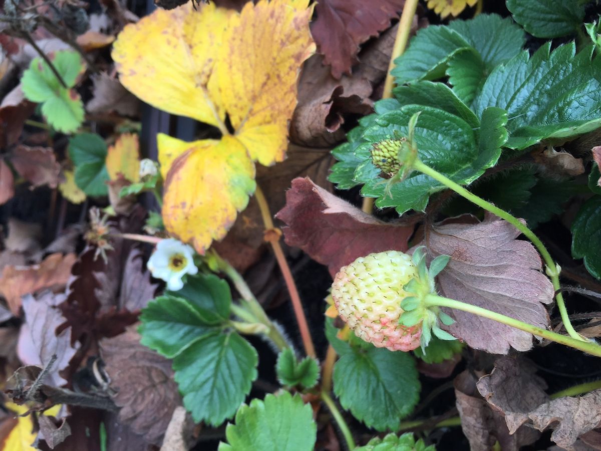 Erdbeeren im Dezember: Der Winter 2015/16 lässt grüßen.