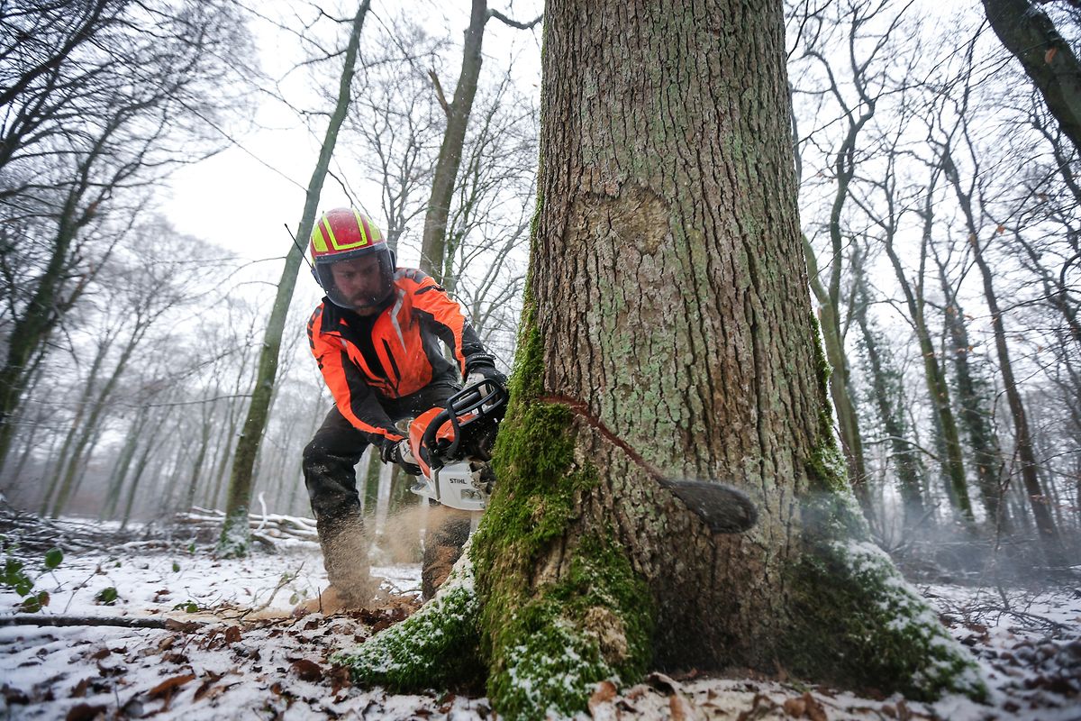 Eine halbe Million Kubikmeter Holz wird in Luxemburg pro Jahr geschlagen.