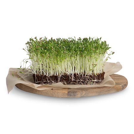Microgreens go well with anything from sandwiches, soups to salads.
