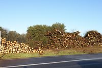 Ces arbres ont dû céder la place à la nouvelle ligne de tram. 