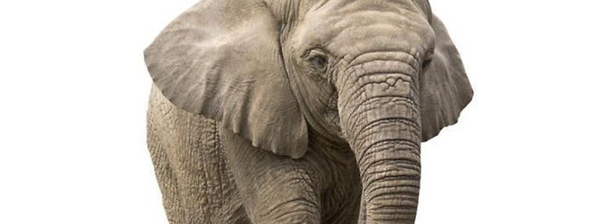 Elefanten Haben Wohl Extrem Guten Geruchssinn Lange Gute Nase