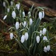 13.2.2017 Luxembourg, Limpertsberg, Pflanzen, Blumen, Schneeglöckchen, Schnéigléckelcher, photo Anouk Antony
