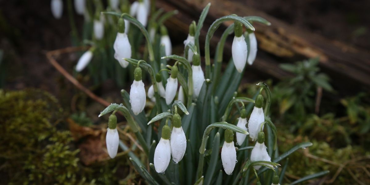 Für die Wetterexperten hat das Frühjahr bereits begonnen und auch die erste Vorboten lassen sich sehen.