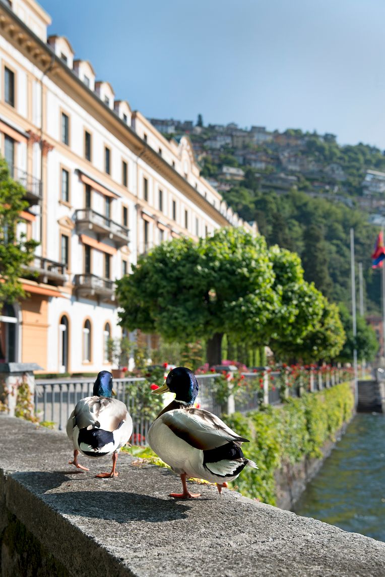 Das Hotel Villa d'Este hat den Comer See weltweit als Urlaubsort mit "Grandezza" bekannt gemacht.