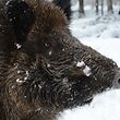 In Belgien wurden mehr als 500 infizierte Wildschweine festgestellt.