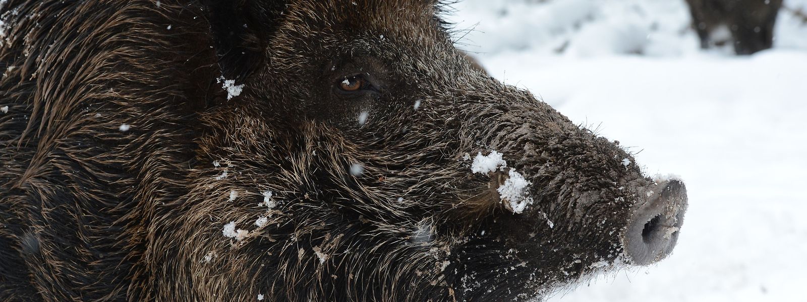In Belgien wurden mehr als 500 infizierte Wildschweine festgestellt.