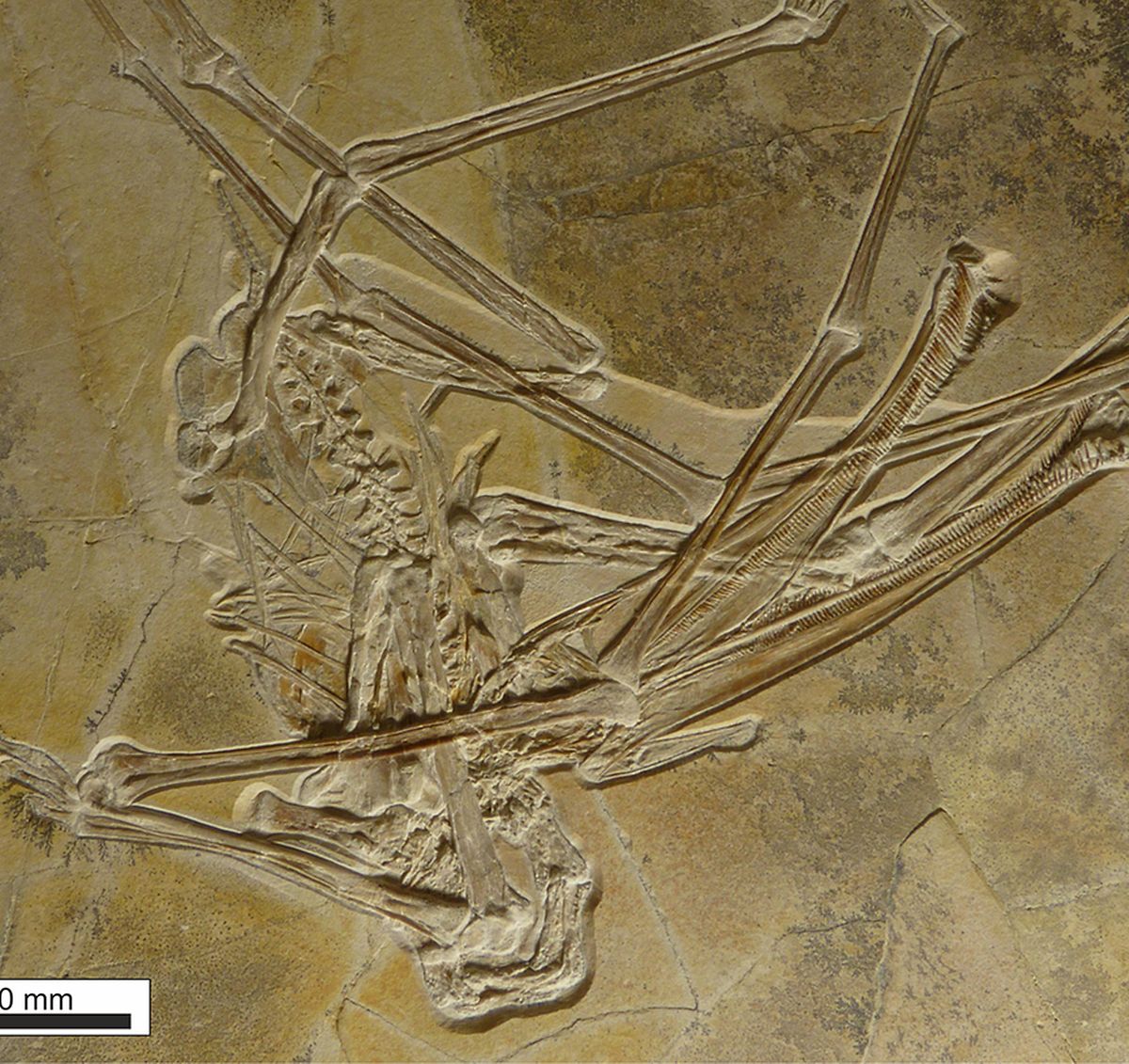 Das Fossil des Flugsauriers ist im Naturkundemuseum Bamberg zu sehen.