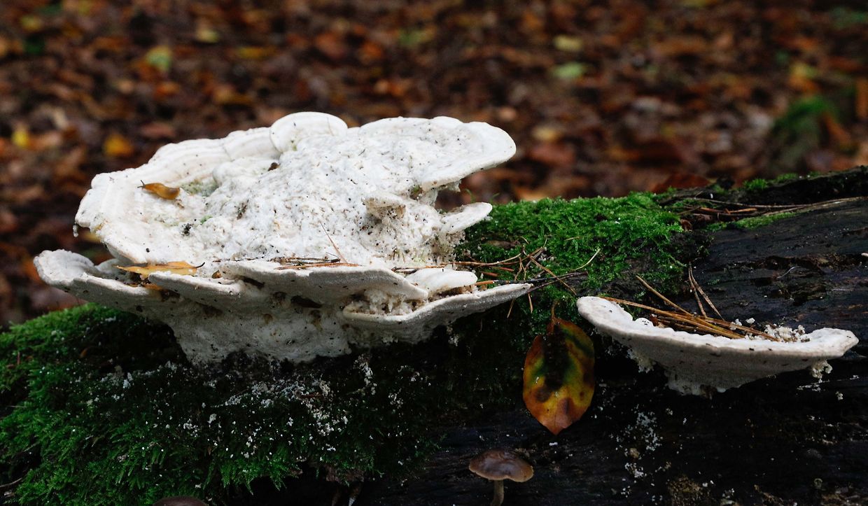 Illustration, Natur, Pilze,  Foto: Luxemburger Wort/Anouk Antony