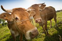 Kuh, Kühe, Vache, Rend, Landwirtschaft, Agriculture, Foto Lex Kleren