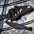 A picture taken on June 2, 2018 shows a skeleton of an undeterminate carnivorous dinosaur on display at the first floor of the Eiffel Tower in Paris. 
The 9-metre-long, 2,5-metre-high skeleton was found in Wyoming, USA, in 2013 and is some 150 Million years old. This utterly unique object of a completely unknown Theropod, will go on auction on June 4, 2018 during an exhibition held by Aguttes auction house on the first floor of the Eiffel tower. / AFP PHOTO / STEPHANE DE SAKUTIN