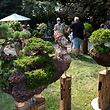 16.08.2020, Niedersachsen, Hannover: Bonsai Bäume und Skulpturen sind auf dem Gartenfestival Herrenhausen in Hannover zu sehen. Das Festival im hannoverschen Georgengarten - an den Pfingsttagen zunächst verschoben - hat am Wochenende bei warmem Sommerwetter etliche Besucher angelockt. Die Aussteller zeigten Angebote zur Gartengestaltung, viele verschiedene Pflanzen und Dekos. Daneben gab es reichlich zu Essen und zu Trinken sowie Beratung für Gartenfreunde. Foto: Peter Steffen/dpa +++ dpa-Bildfunk +++