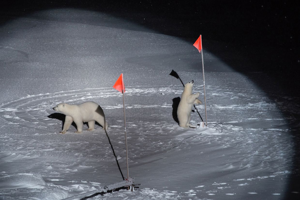Une ours polaire et son ourson regardent des drapeaux et du matériel sur une banquise dans l'océan Arctique à côté du navire Polarstern. La photographe Esther Horwath a reçu le premier prix dans la catégorie Environnement - Singles. 