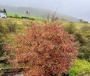 So schön ist die  Rotbuche im November