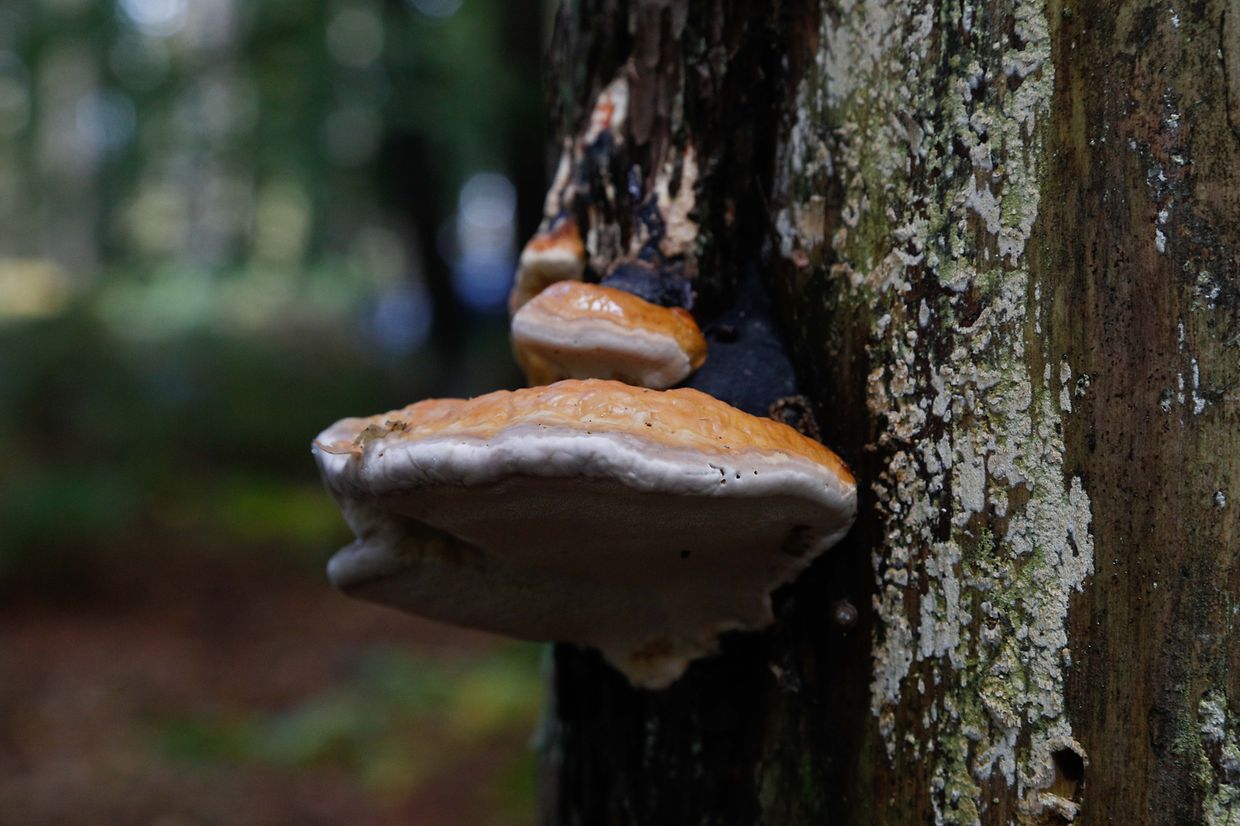 Illustration, Natur, Pilze,  Foto: Luxemburger Wort/Anouk Antony