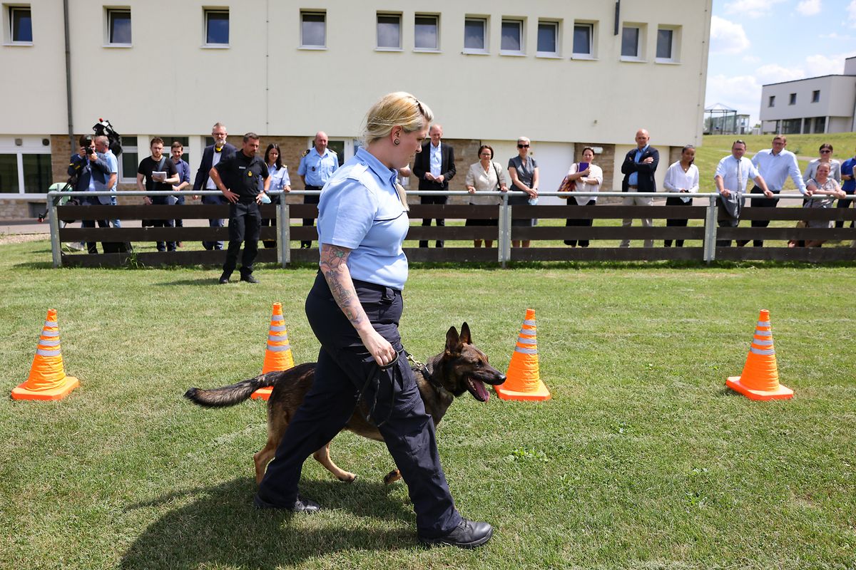 Der belgische Schäferhund Haze bewegt sich eng an Hundeführerin Sandra geschmiegt durch den Hindernisparcours. 