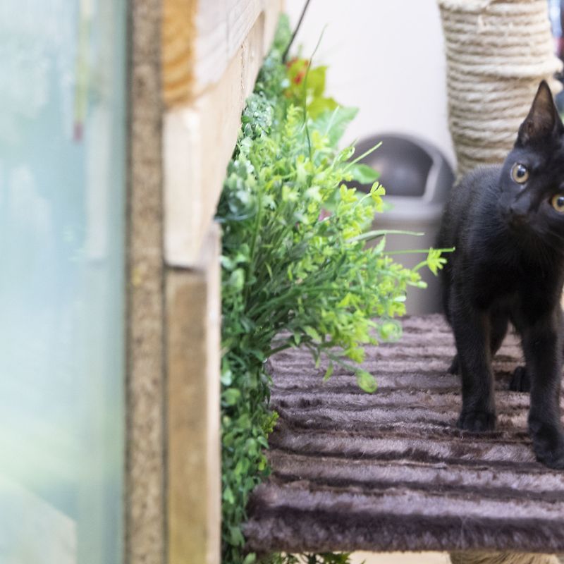 Les Chats Peuvent Desormais Aller Au Bar