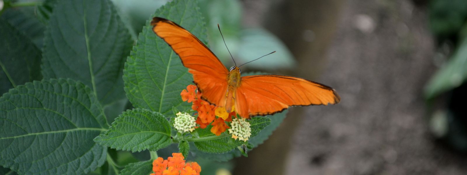 Au total, environ 500 spécimens de papillons volent en liberté dans la serre tropicale.
