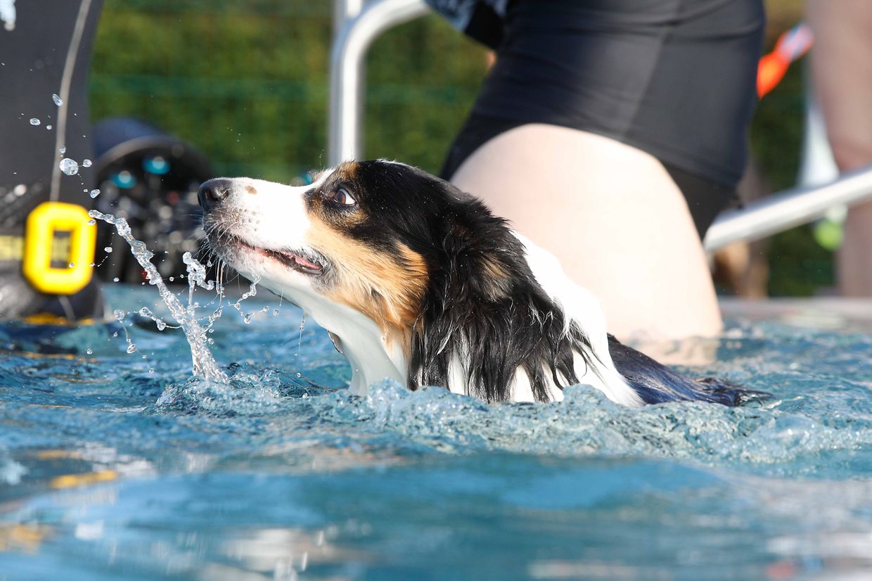 Lokales, Aqua Park, Schwimmbad, Hundeschwimmen, Badespass Foto: Luxemburger Wort/Anouk Antony
