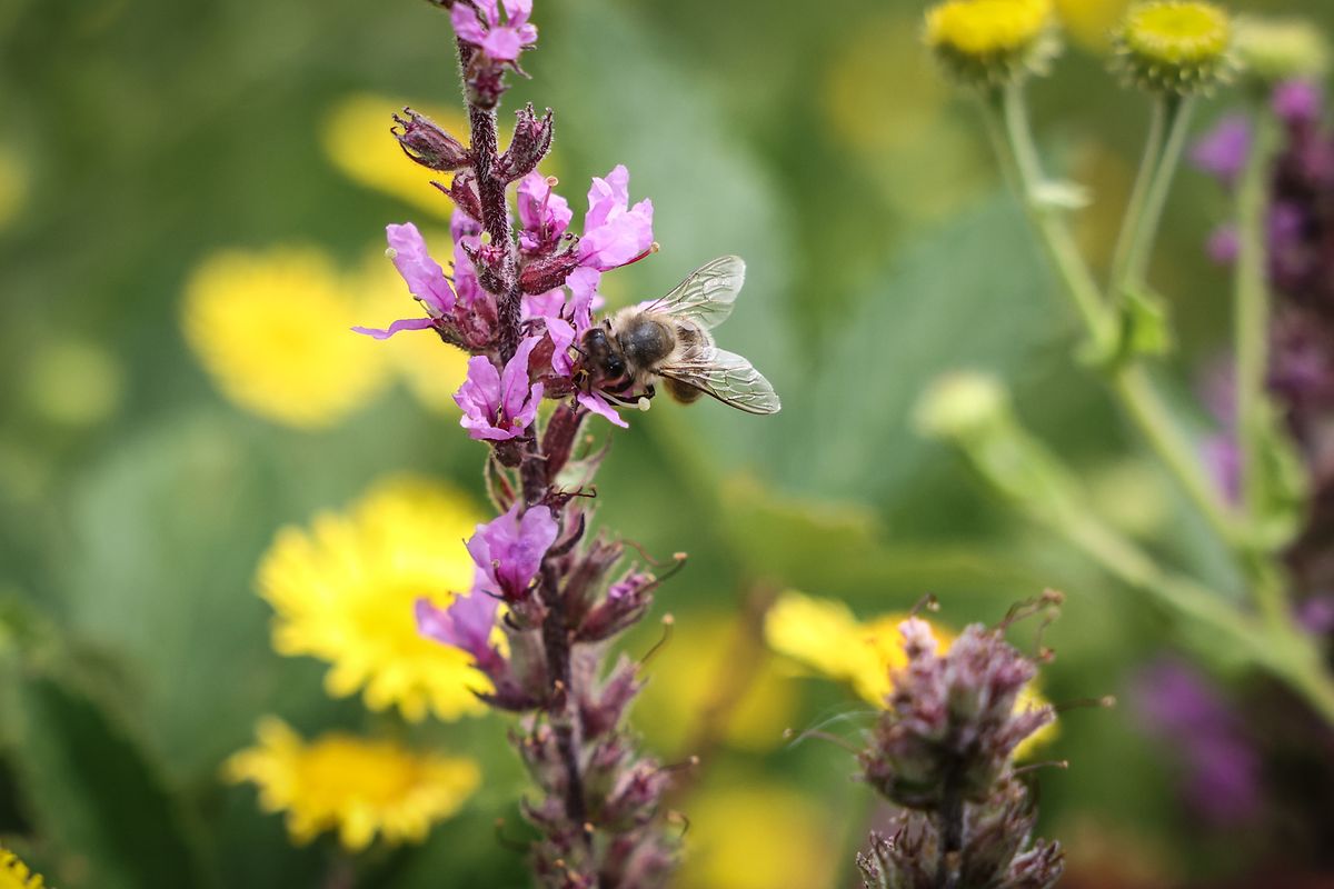 Rien qu'au Luxembourg, il existe 350 espèces d'abeilles sauvages, chacune ayant ses propres préférences pour certaines plantes.