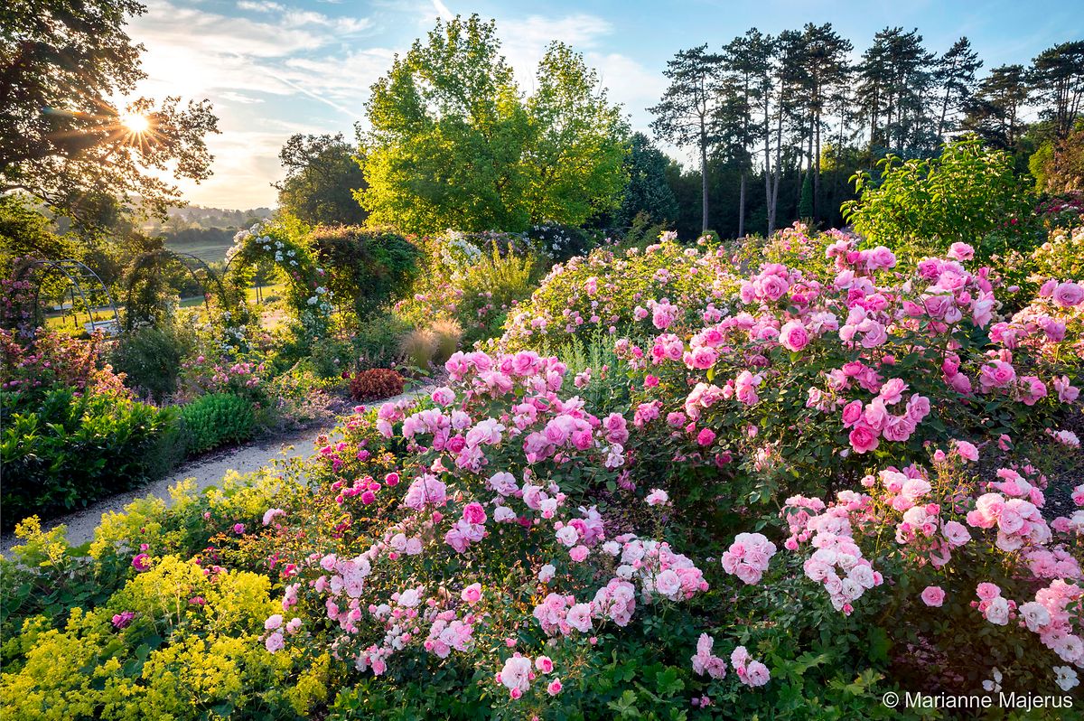Chemin de roses «Maid Marion» et «Celestial».