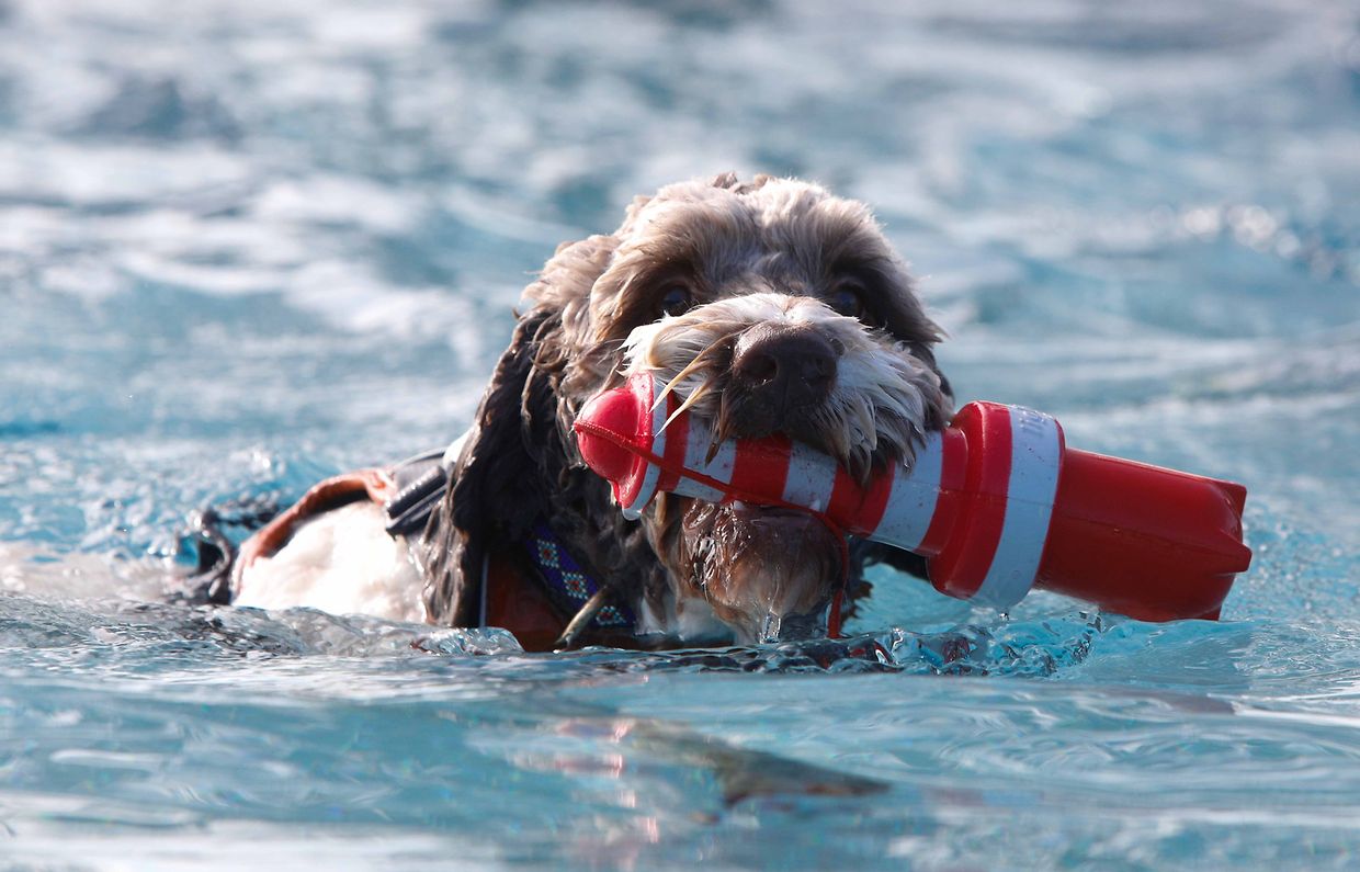 Lokales, Aqua Park, Schwimmbad, Hundeschwimmen, Badespass Foto: Luxemburger Wort/Anouk Antony