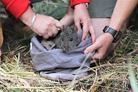 HANDOUT - 24.02.2023, Australien, ---: Die von Aussie Ark zur Verfügung gestellte undatierte Aufnahme zeigt ein Langschnauzen-Kaninchenkänguru bei der Auswilderung. Die australische Tierwelt ist um 20 seltene Langschnauzen-Kaninchenkängurus reicher: Im Rahmen eines Zuchtprogramms für die bedrohten und nur in Down Under lebenden Beutelsäuger seien die Jungtiere jetzt in einem Schutzgebiet des Barrington-Tops-Nationalparks etwa 270 Kilometer nördlich von Sydney in die Freiheit entlassen worden, teilte die Organisation Aussie Ark am Freitag mit. Das Besondere: Der Potorous tridactylus, wie er mit wissenschaftlichem Namen heißt, wird von Experten als «tierische Feuerwehr» gefeiert. Foto: Australian Reptile Park/Aussie Ark/dpa - ACHTUNG: Nur zur redaktionellen Verwendung im Zusammenhang mit der aktuellen Berichterstattung und nur mit vollständiger Nennung des vorstehenden Credits +++ dpa-Bildfunk +++