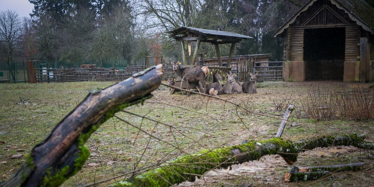 Der Tierpark liegt an der höchsten Stelle des Gaalgebierg und war somit dem Sturm besonders ausgesetzt. 