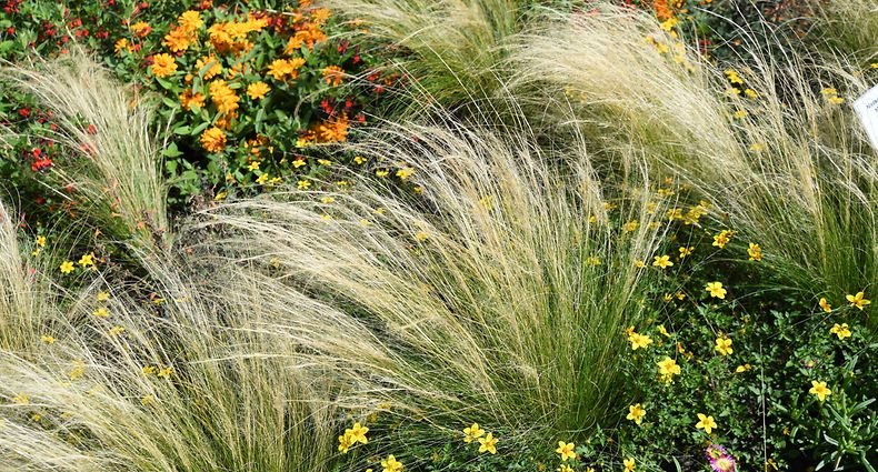 ARCHIV - Zum Themendienst-Bericht von Dorothée Waechter vom 30. April 2020: Warum nicht mal mexikanisches Federgras in den Garten bringen? Das passt gut zu einem naturalistischen Garten. Foto: Andrea Warnecke/dpa-tmn - Honorarfrei nur für Bezieher des dpa-Themendienstes +++ dpa-Themendienst +++
