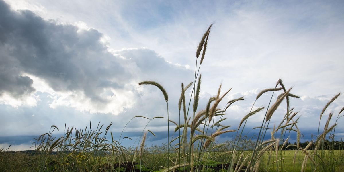 Sieben Wochen Mieses Wetter Wie Das Wetter Am Siebenschlafer