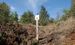 Lokales, Illustration, Natur, Serie Vakanz doheem, Haard Düdelingen, spazieren, Radfahrwege im Wald Foto: Anouk Antony/Luxemburger Wort
