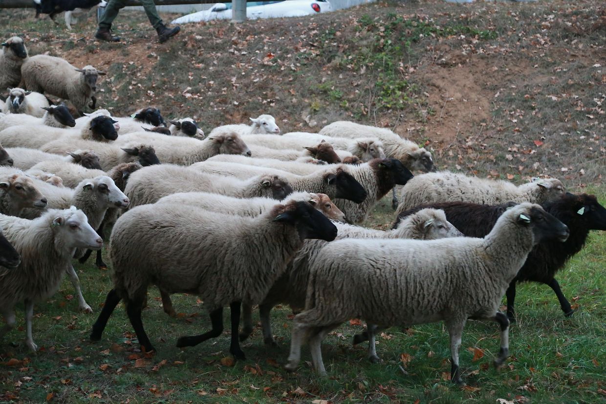 28.10.2018 Luxembourg, Kirchberg, parc Klosgrënnchen, Schaf, Herde, Wanderbeweidung mit Schafen photo Anouk Antony