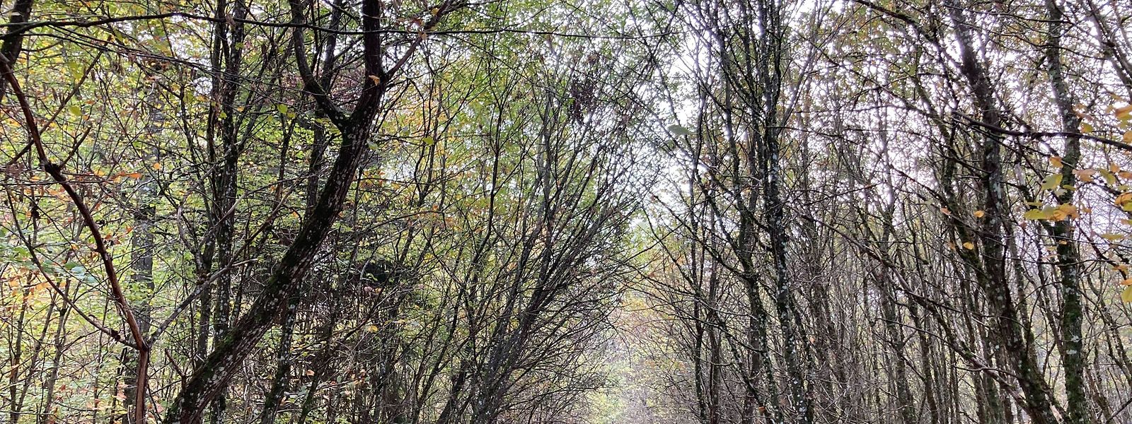 Pour protéger son patrimoine forestier et pour renforcer sa résilience face au dérèglement climatique, le gouvernement luxembourgeois a mis en place plusieurs mesures.