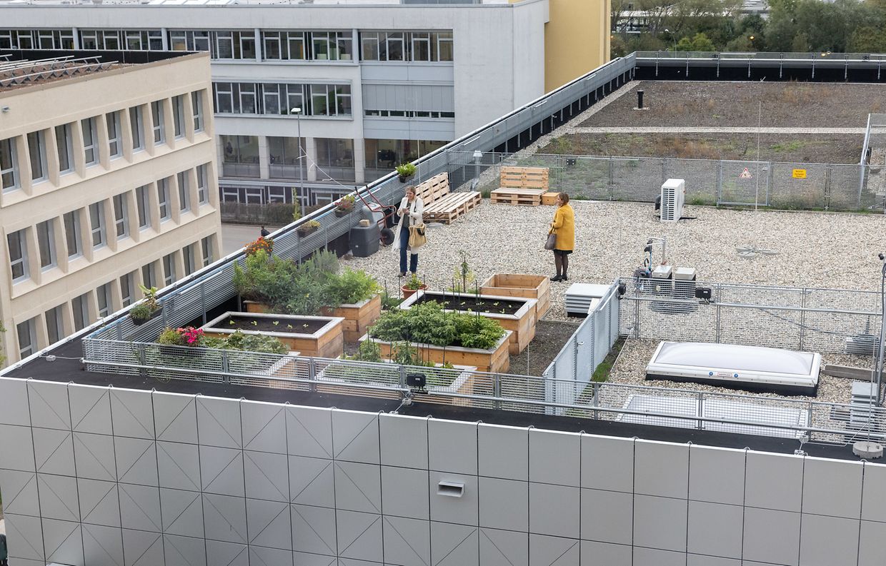 Auf dem Dach des Neubaus wurde ein pädagogischer Garten angelegt.