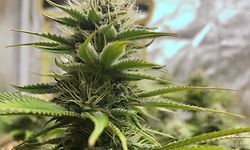 Faute de soleil, le cannabis "made in lux" devra être cultivé sous serre aux lampes artificielles. Et compte tenu du prix de l'immobilier, cela pèsera dans le prix