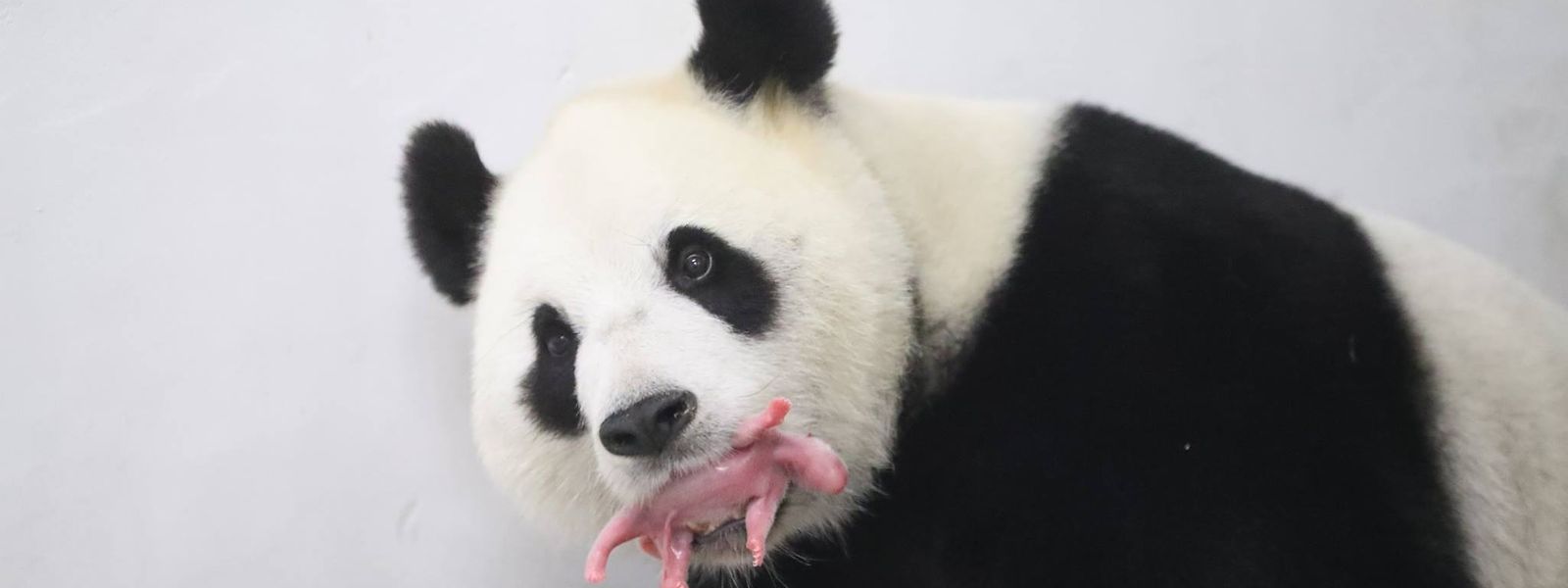 Naissance D Un Bebe Panda Geant Dans Un Parc Animalier