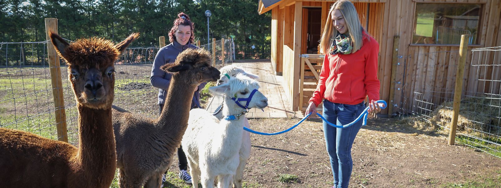 Die vier Alpakas werden in die tägliche Arbeit mit den Kindern und Jugendlichen integriert.
