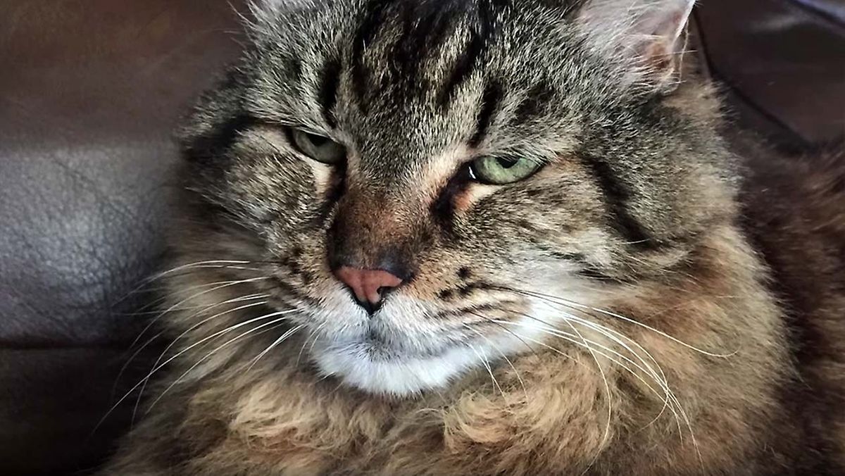 A 26 Ans Il Devient Le Plus Vieux Chat Du Monde