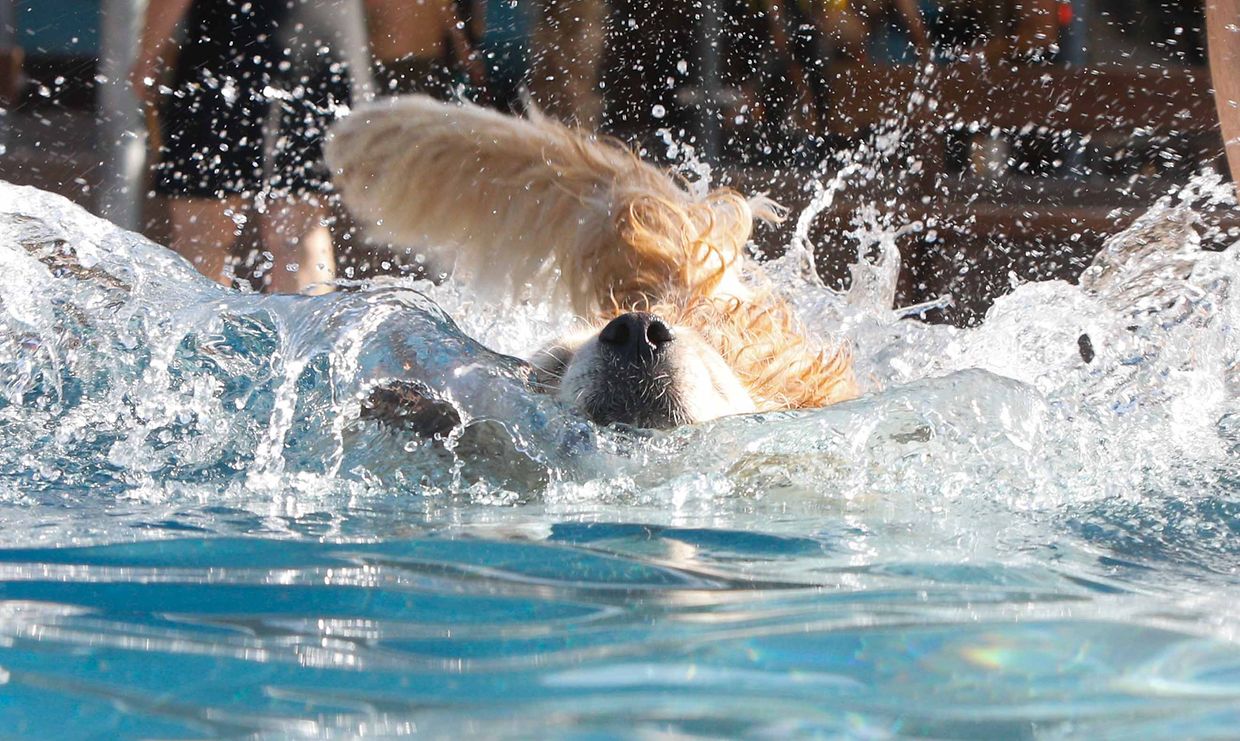 Lokales, Aqua Park, Schwimmbad, Hundeschwimmen, Badespass Foto: Luxemburger Wort/Anouk Antony