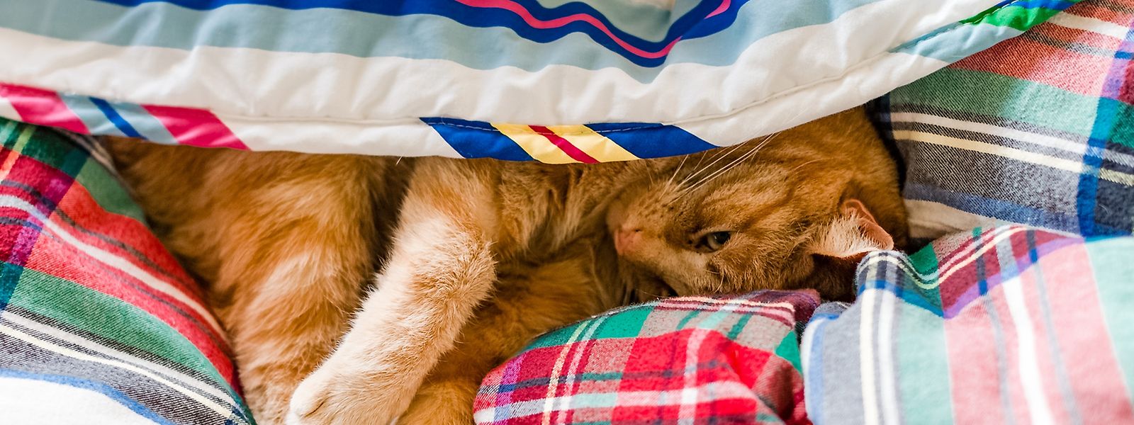 Kuschelig: Viele Katzen lieben es, bei ihrem Halter im Bett zu schlafen. 