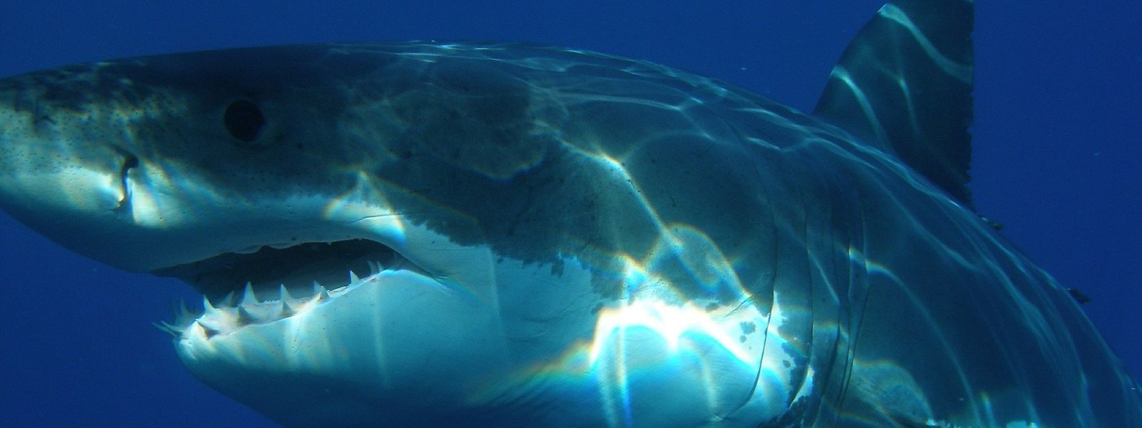 Der Vorfall war die dritte tödliche Hai-Attacke in Australien in diesem Jahr.